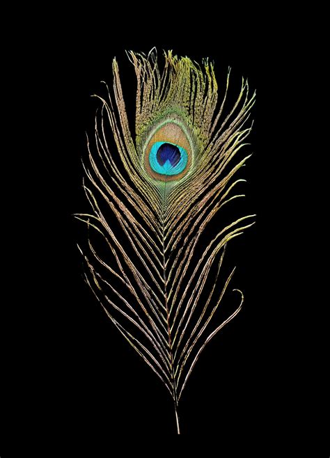 An Image Of A Peacock Feather With Its Tail Feathers Are Very Long And
