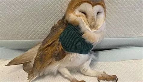 Barn Owl Fighting For Life After Sickening Attack Birdguides
