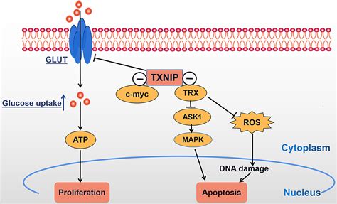 Txnip Txnip Txnip Japaneseclassjp Thioredoxin Interacting