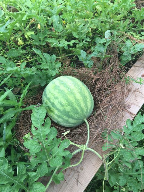 Watermelon Patch #mysouth | Summer watermelon, Watermelon patch, Watermelon