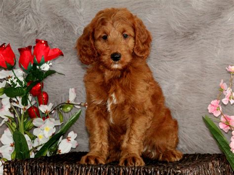 My passion for animals and interest in serving others inspired our desire to raise the best dogs and make sure that the breed was being bettered by what we did. Rosie | Miniature Goldendoodle Breeder | Central Illinois ...