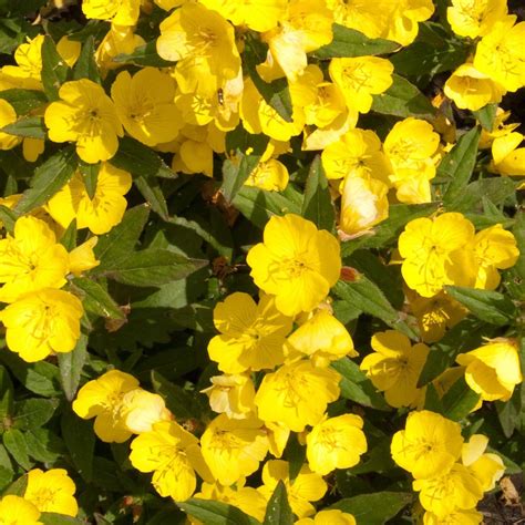 13 Yellow Flowering Herbs The Most Beautiful Herbs With