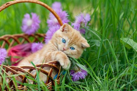 Cute Cat Pictures With Flowers Cats With Flowers Petal Talk Funny