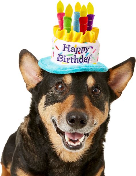(1,831) £5.50 free uk delivery. Frisco Birthday Cake Dog & Cat Hat, X-Small/Small - Chewy.com