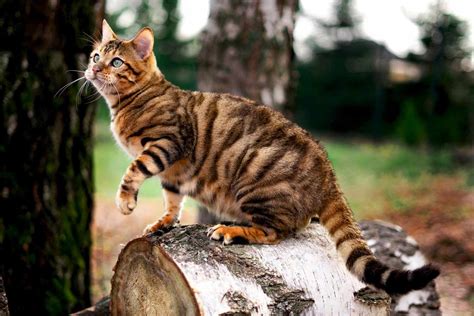 Toyger Cat Breed Information Characteristics
