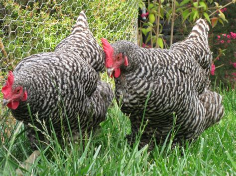 So before selecting the top choices for chicken feed, let's start by explaining the necessary types of food appropriate for the different ages of chickens we keep: By Rearing Kuroiler Chicken You Can Grow Your Ksh100,000 ...