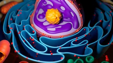 Vescicole Nella Cellula Animale