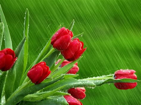 50 Beautiful Rain Wallpapers For Your Desktop Part 2