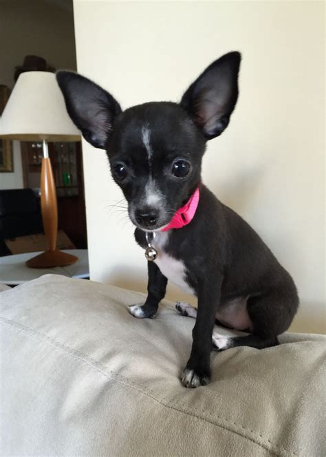 Baby Black Chihuahua Chihuahua Puppies For Sale Cute Chihuahua