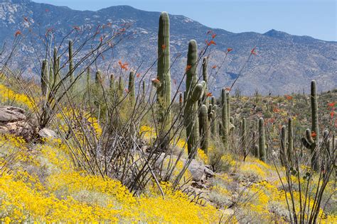 Arizona flowers put on a colorful show all year long. Day 10: La Selvilla Campground to Grass Shack - Arizona Trail