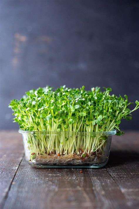 How To Grow Microgreens All Winter Long Connectedinthestars