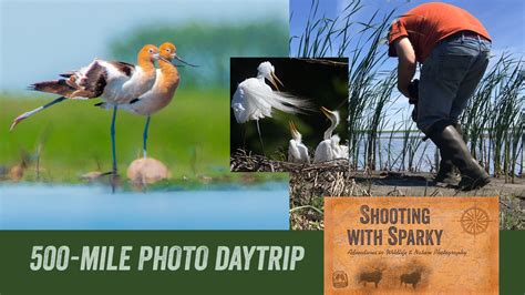 500 Mile Daytrip Birding Minnesota June 12 Egret Rookery Avocets