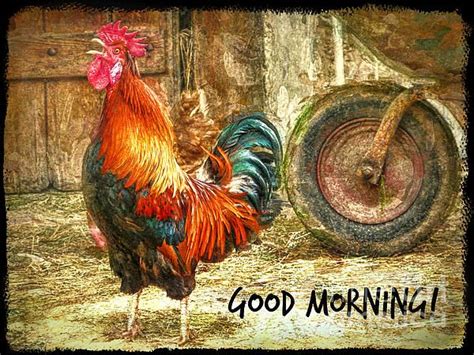 Good Morning Rooster By Tina Lecour Rooster Images Canvas Prints