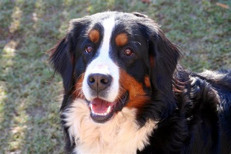 Berner Sennenhund Foto And Bild Tiere Haustiere Hunde Bilder Auf