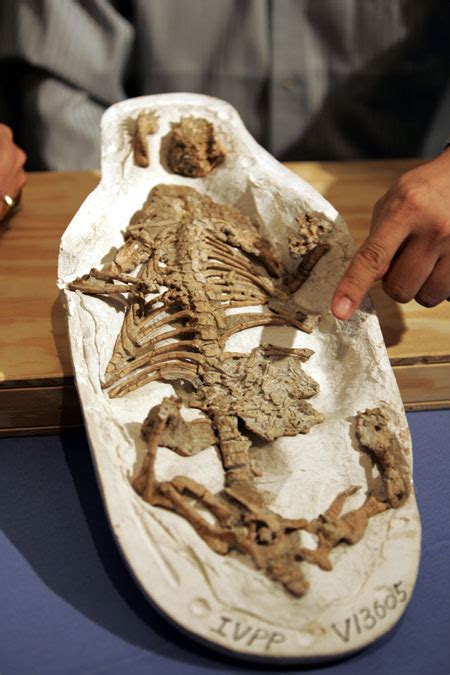Dinosaur Fossil Found In Mammals Stomach Live Science