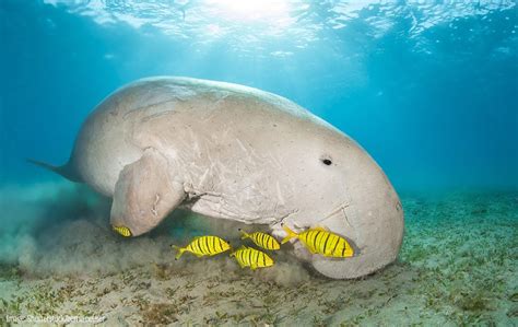 In India Dugong Sea Cow Is Found In The Bioreserve Site Of भारत में डुगोंग समुद्री गाय
