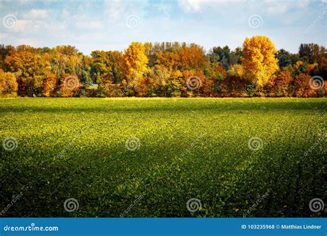 Green Field With Autumnal Trees In The Background Stock Photo Image