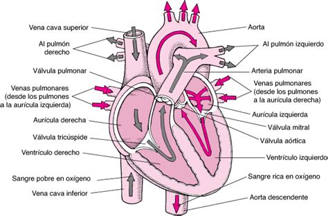 Biología Del Corazón Trastornos Del Corazón Y Los Vasos Sanguíneos
