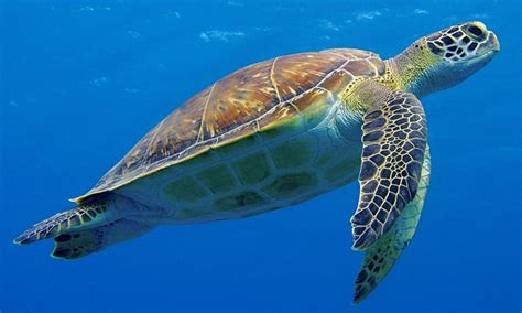 Microplastics Found In Every Sea Turtle Species Around The