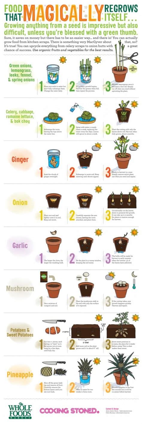 Regrow Food From Kitchen Scraps Infographic The Whoot Plants