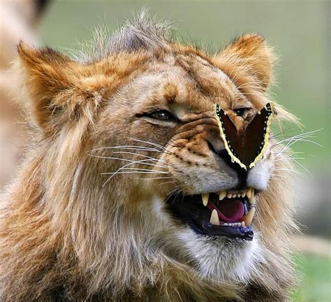 20 Animals With Butterflies Look Like Disney In Real Life