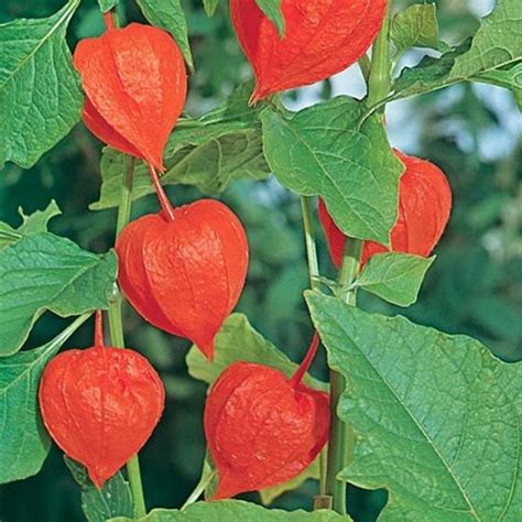 Poisonous Plants: Chinese Lantern, Deadly Nightshade and Castor Oil ...