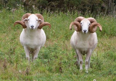 Wiltshire Sheep Nz Home