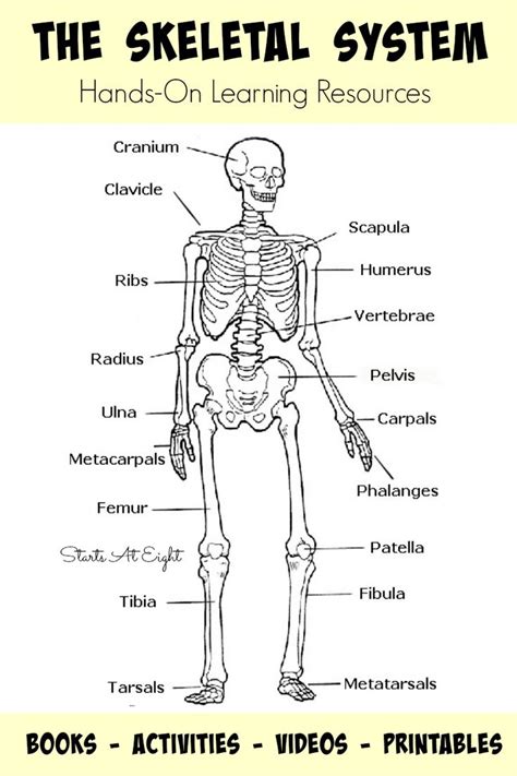 These bones give your body structure, let you move in many ways, protect your internal organs, and more. The Skeletal System: Hands-On Learning Resources | Human ...