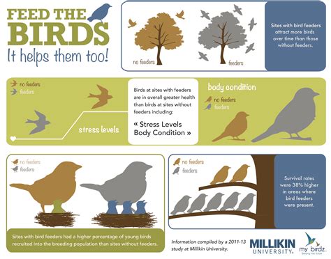 How Feeding Birds Can Help Them Wild Delightwild Delight