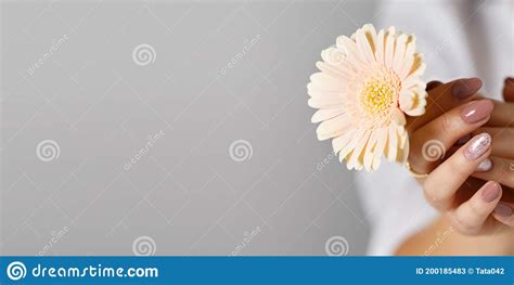 Female Young Hands With Pink Beige Manicure Holding Daisy Gerbera Flower Stock Image Image Of
