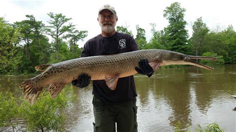 He taught me how to tie and bait a want to know why they call them alligator gars and why i'm lucky that all i lost was a piece of. The Verge Review of Animals: alligator gar | The Verge