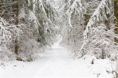 A Snow Covered Trail Through A Winter Wonderland Forest Stock Image