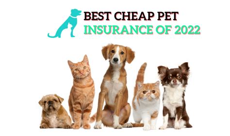 What Is The Cheapest Dog Insurance