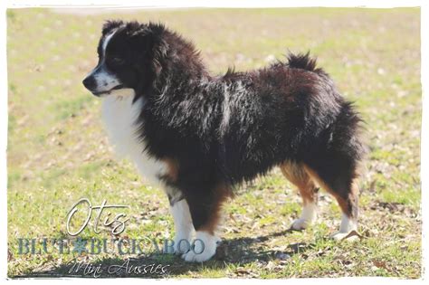 miniature australian shepherd breed information