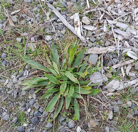 Ribwort Plantain From Christchurch Including Banks Peninsula Nz Ca Nz