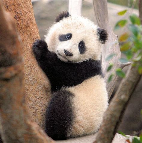 Climbing Baby Panda Animals And Pets Funny Animals Baby Panda Bears