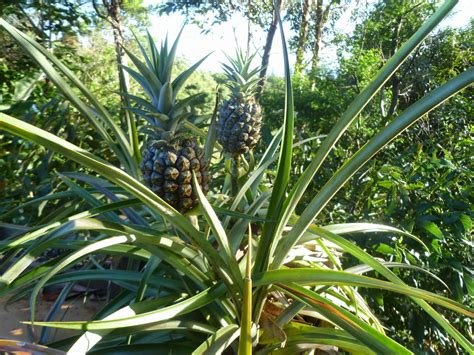 Maui Jungalow How To Grow A Pineapple From A Pineapple Top