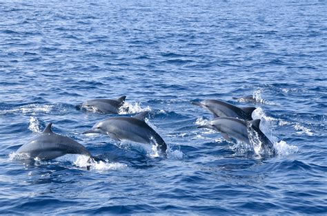 Dolphins At Play Trincomalee Sri Lanka Sri Lanka Types Of Whales