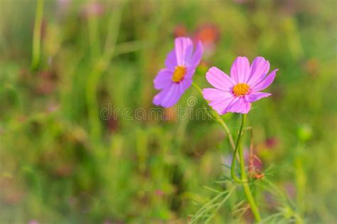 Flor Cor De Rosa Bonita Do Cosmos No Fundo Verde Foto De Stock Imagem