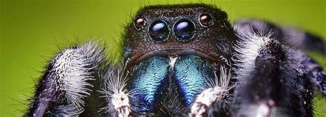 13 Disturbing Spider Facts That Will Make You More Scared