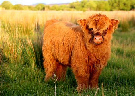 Scottish Highland Cattle 2185178 Hd Wallpaper And Backgrounds Download
