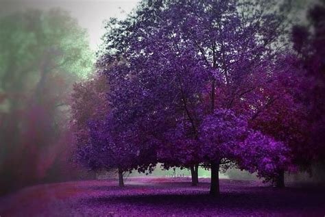 Purple Trees By Marilyn Maccrakin Fall Photography Nature Purple