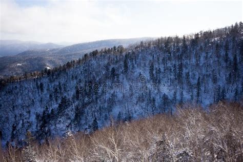 Winter Forest Landscape View From Mount Kurodake Stock Image Image