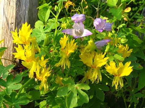 However, they are both sensitive to wind, and are prone to sunburning in the hot afternoon sun. Top 10 Climbing Plants for a Small Trellis | Dengarden