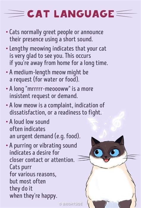 Understand Cat Language Better With These Funny Illustrations Artofit