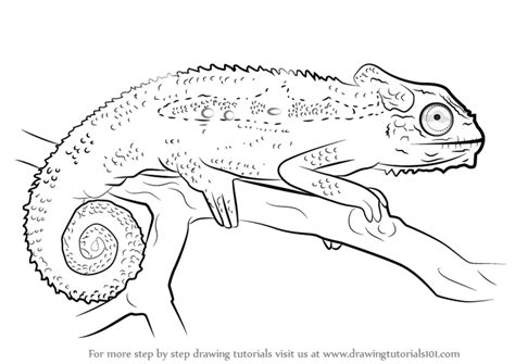 Learn How To Draw A Cape Dwarf Chameleon Reptiles Step By Step