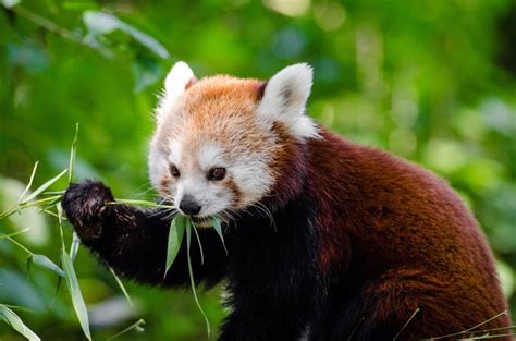 Nepal 45 Red Pandas In Rara National Park