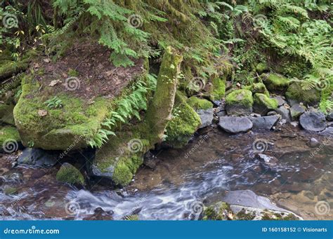 Mossy Rock Boulders In Forest With Stream Of Water Flowing Through It