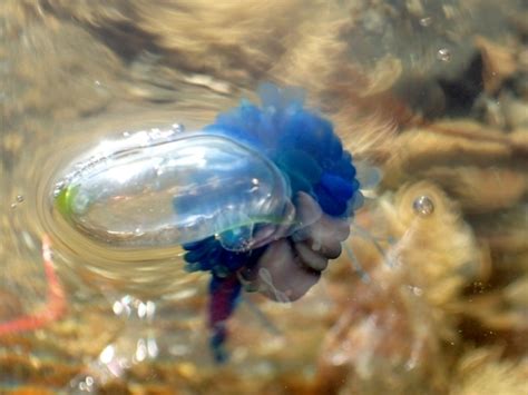 Bluebottle Topview Jellyfish Of New Zealand · Inaturalist Nz