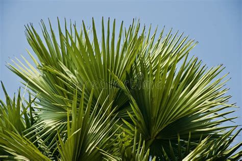 Green Palm Tree Leaves Unique Natural Photo Stock Image Image Of